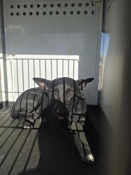 Shelter Stray Female Dog last seen MADIDON ST / E BELLE TERRACE, BAKERSFIELD CA, 201 S Mt Vernon Ave, Bakersfield, CA 93307, USA