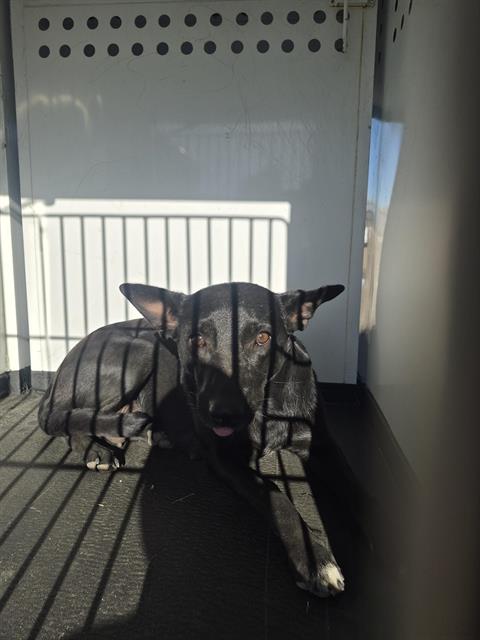 Shelter Stray Female Dog last seen MADIDON ST / E BELLE TERRACE, BAKERSFIELD CA, 201 S Mt Vernon Ave, Bakersfield, CA 93307, USA