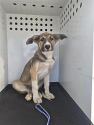 Shelter Stray Female Dog last seen MADIDON ST / E BELLE TERRACE, BAKERSFIELD CA, 201 S Mt Vernon Ave, Bakersfield, CA 93307, USA
