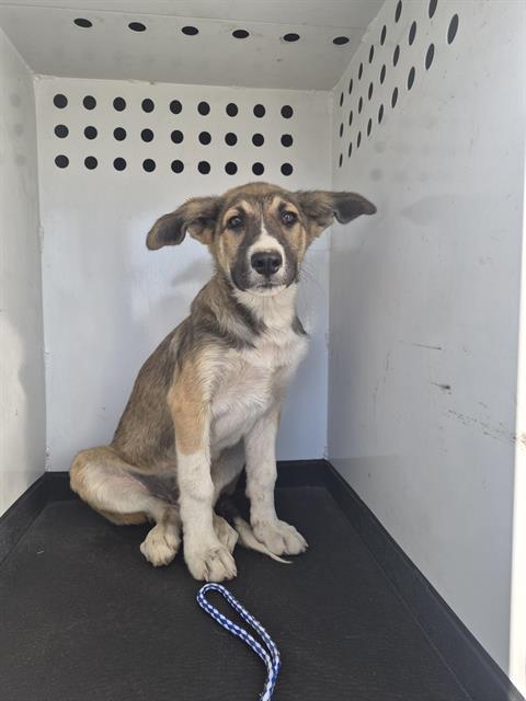 Shelter Stray Female Dog last seen MADIDON ST / E BELLE TERRACE, BAKERSFIELD CA, 201 S Mt Vernon Ave, Bakersfield, CA 93307, USA