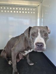 Shelter Stray Female Dog last seen Near BLOCK MELWOOD ST,BAKERSFIELD CA, 201 S Mt Vernon Ave, Bakersfield, CA 93307, USA