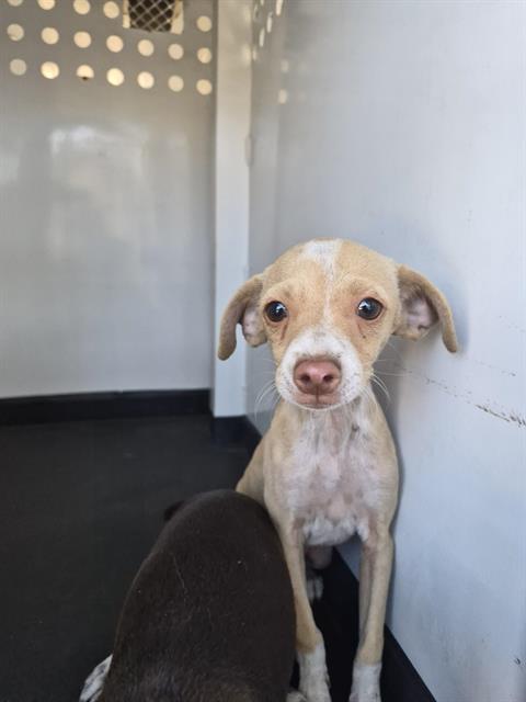 Shelter Stray Male Dog last seen Near BLOCK MELWOOD ST, BAKERSFIELD CA, 201 S Mt Vernon Ave, Bakersfield, CA 93307, USA