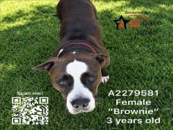 Shelter Stray Male Dog last seen , 1850 W 60th St, Los Angeles, CA 90047, USA