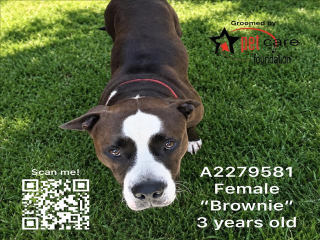 Shelter Stray Male Dog last seen , 1850 W 60th St, Los Angeles, CA 90047, USA
