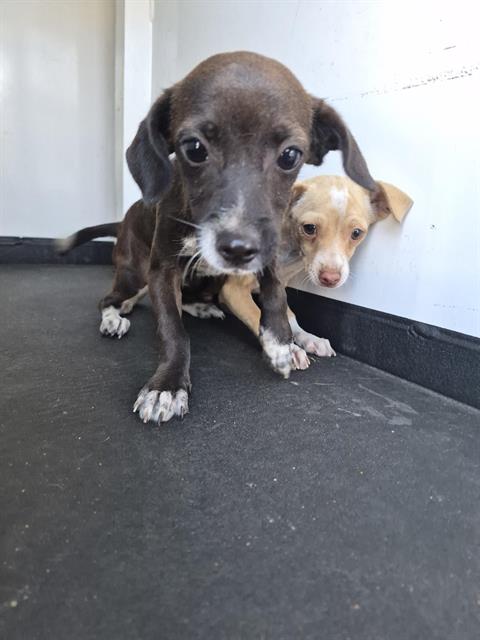 Shelter Stray Male Dog last seen Near BLOCK MELWOOD ST, BAKERSFIELD CA, 201 S Mt Vernon Ave, Bakersfield, CA 93307, USA