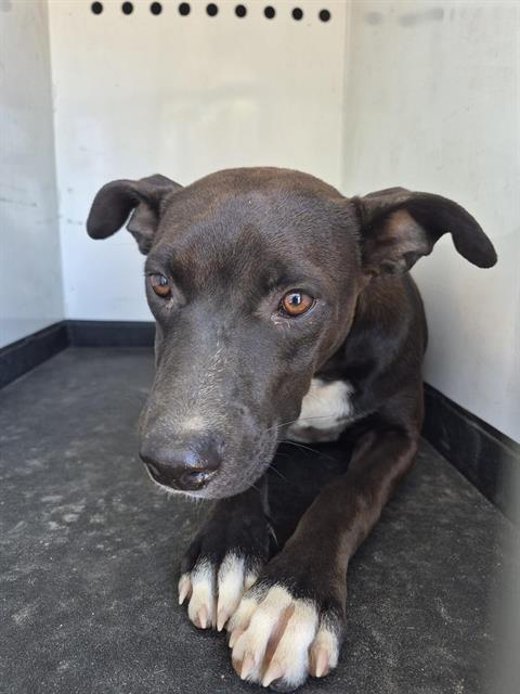 Shelter Stray Female Dog last seen MADSION ST / E BELLE TERRACE, BAKERSFIELD CA, 201 S Mt Vernon Ave, Bakersfield, CA 93307, USA