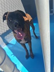 Shelter Stray Male Dog last seen CHESTER LN BAKERSFIELD, 201 S Mt Vernon Ave, Bakersfield, CA 93307, USA