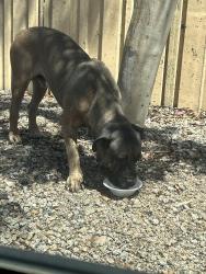 Found/Stray Male Dog last seen 39th & 42nd w Moreland st, Phoenix, AZ 85009