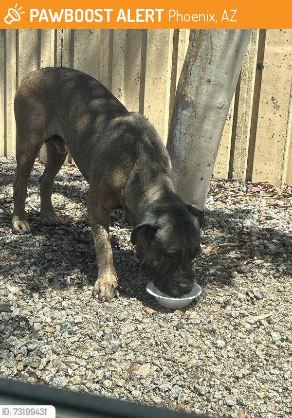 Found/Stray Male Dog last seen 39th & 42nd w Moreland st, Phoenix, AZ 85009