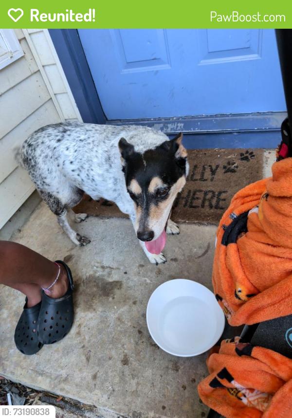 Reunited Male Dog last seen Greenspring & Greenfield Dr, Arlington, TX 76016