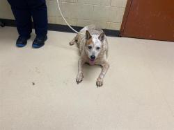 Shelter Stray Male Dog last seen Near BLOCK S 15TH ST, 3839 W Burnham St, West Milwaukee, WI 53215, USA
