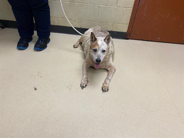 Shelter Stray Male Dog last seen Near BLOCK S 15TH ST, 3839 W Burnham St, West Milwaukee, WI 53215, USA