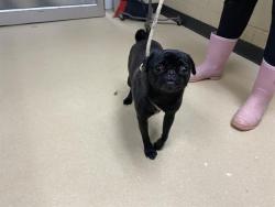 Shelter Stray Female Dog last seen Near BLOCK W LAPHAM BLVD, 3839 W Burnham St, West Milwaukee, WI 53215, USA