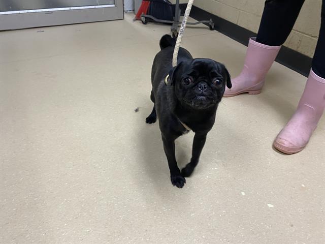 Shelter Stray Female Dog last seen Near BLOCK W LAPHAM BLVD, 3839 W Burnham St, West Milwaukee, WI 53215, USA