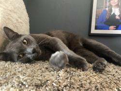 Lost Male Cat last seen Bella Madera apmt, Lewisville, TX 75056