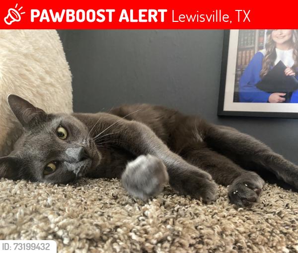 Lost Male Cat last seen Bella Madera apmt, Lewisville, TX 75056
