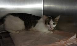 Shelter Stray Female Cat last seen , 11361 W Pico Blvd, Los Angeles, CA 90064, USA