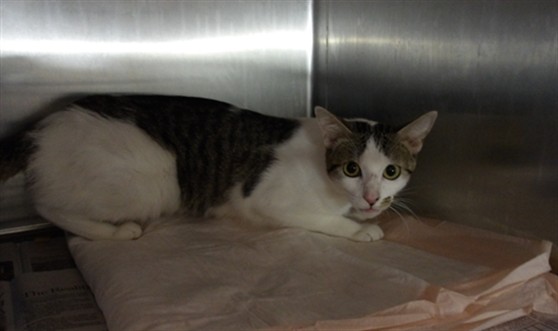 Shelter Stray Female Cat last seen , 11361 W Pico Blvd, Los Angeles, CA 90064, USA