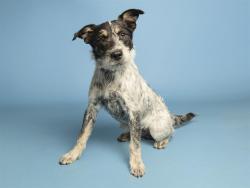 Shelter Stray Male Dog last seen A26-104934, 5501 E Van Buren St, Phoenix, AZ 85008, USA