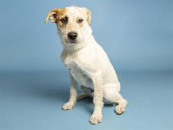 Shelter Stray Male Dog last seen A26-104934, 5501 E Van Buren St, Phoenix, AZ 85008, USA