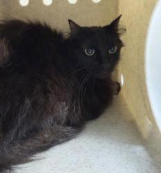 Shelter Stray Female Cat last seen Near BLOCK MT VERNON AVE, RIVERSIDE CA 92507, 6851 Van Buren Boulevard, Jurupa Valley, CA 92509, USA