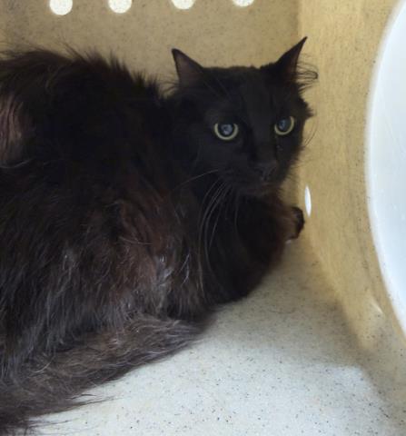 Shelter Stray Female Cat last seen Near BLOCK MT VERNON AVE, RIVERSIDE CA 92507, 6851 Van Buren Boulevard, Jurupa Valley, CA 92509, USA