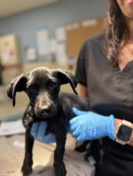 Shelter Stray Male Dog last seen NANCE ST, PERRIS, 6851 Van Buren Boulevard, Jurupa Valley, CA 92509, USA