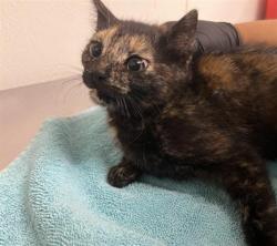 Shelter Stray Female Cat last seen , 600 Aviation Dr, Camarillo, CA 93010, USA