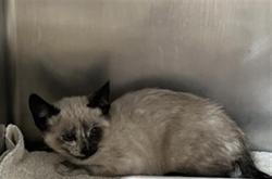 Shelter Stray Male Cat last seen , 600 Aviation Dr, Camarillo, CA 93010, USA