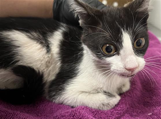 Shelter Stray Female Cat last seen , 600 Aviation Dr, Camarillo, CA 93010, USA