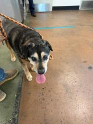 Shelter Stray Male Dog last seen , 14409 Vanowen St, Van Nuys, CA 91405, USA