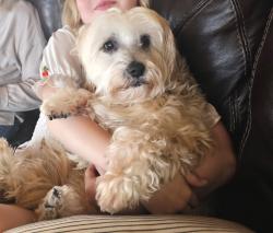 Lost Female Dog last seen Palmtree and Sugarberry, Murrieta, CA 92563