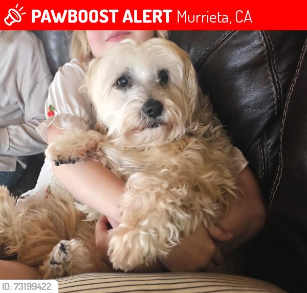 Lost Female Dog last seen Palmtree and Sugarberry, Murrieta, CA 92563