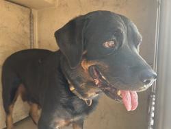 Shelter Stray Female Dog last seen Near BLOCK SE 49TH ST, OKLAHOMA CITY OK 73129, 2811 SE 29th St, Oklahoma City, OK 73129, USA