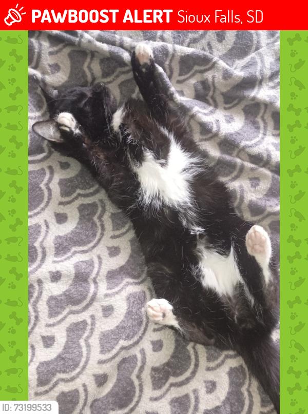 Lost Male Cat last seen Taylors Place apmt, Building 801, Sioux Falls, SD 57103