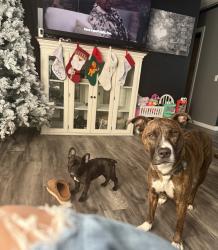 Reunited Male Dog last seen Schnucks, Rockton, IL 61072