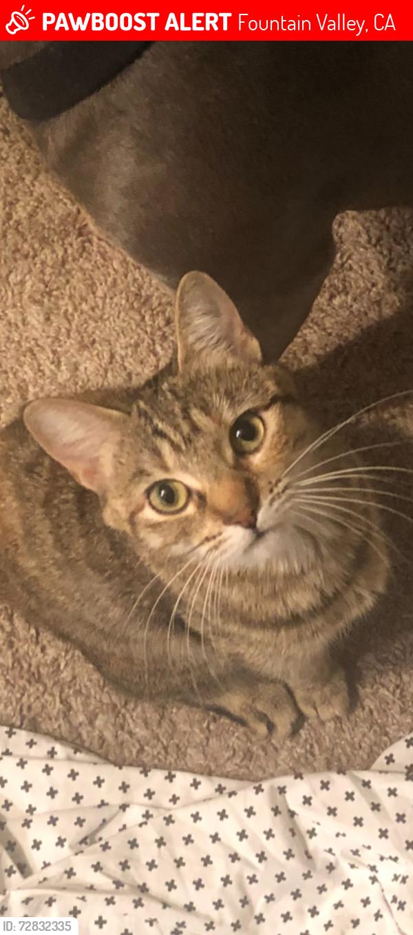 Lost Female Cat last seen Warner brookhurst, Fountain Valley, CA 92708