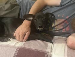 Found/Stray Female Dog last seen Broadway and Stockton BLVD, Sacramento, CA 95817