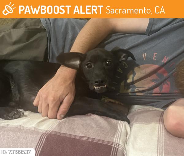 Found/Stray Female Dog last seen Broadway and Stockton BLVD, Sacramento, CA 95817
