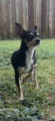 Found/Stray Male Dog last seen Stonebrook-in between legacy and DNT, Frisco, TX 75034