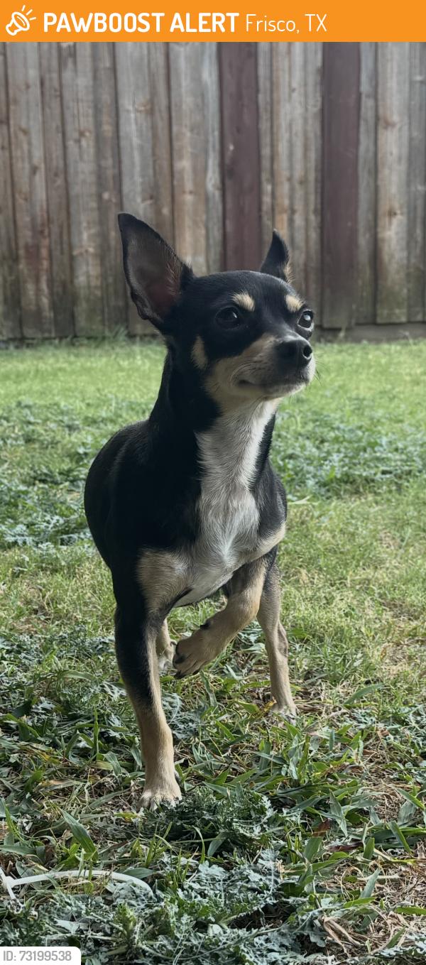 Found/Stray Male Dog last seen Stonebrook-in between legacy and DNT, Frisco, TX 75034