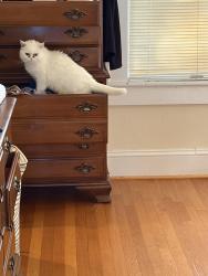 Reunited Female Cat last seen Hillcrest and High street, Burlington, NC 27215