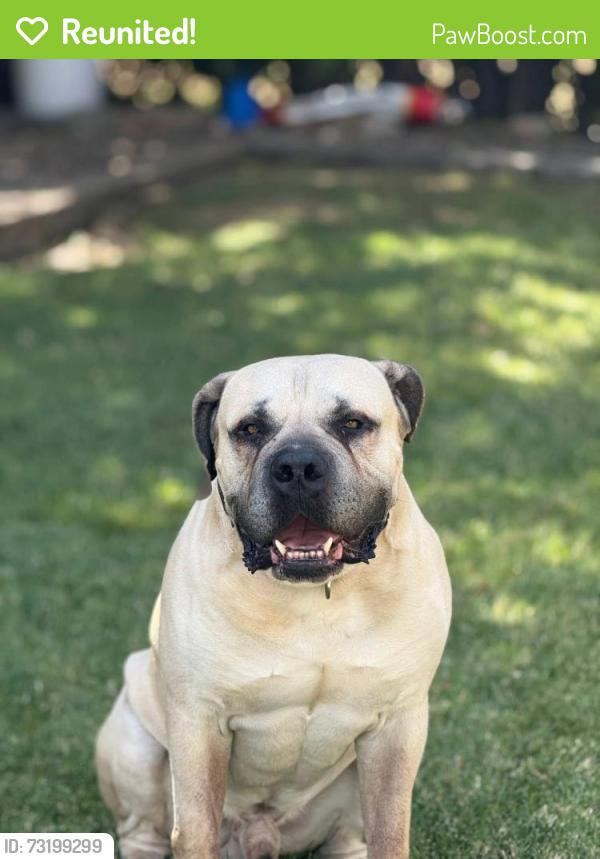 Reunited Male Dog last seen Mike High Road/ Oak Glen Care Center, Cherry Valley, CA 92223