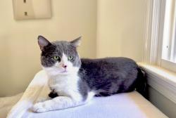 Reunited Male Cat last seen From Home, Oakton, VA 22124