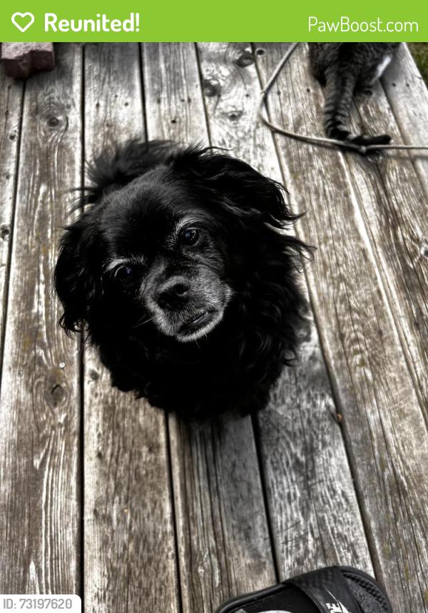 Reunited Male Dog last seen Hill view crescent, Edmonton, AB T6L 1C4