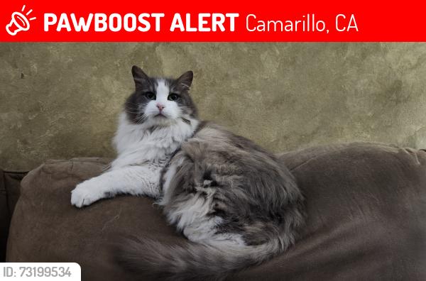 Lost Female Cat last seen Shepherd Drive & Dwight Avenue, Camarillo, CA 93010