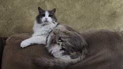 Lost Female Cat last seen Shepherd Drive & Dwight Avenue, Camarillo, CA 93010