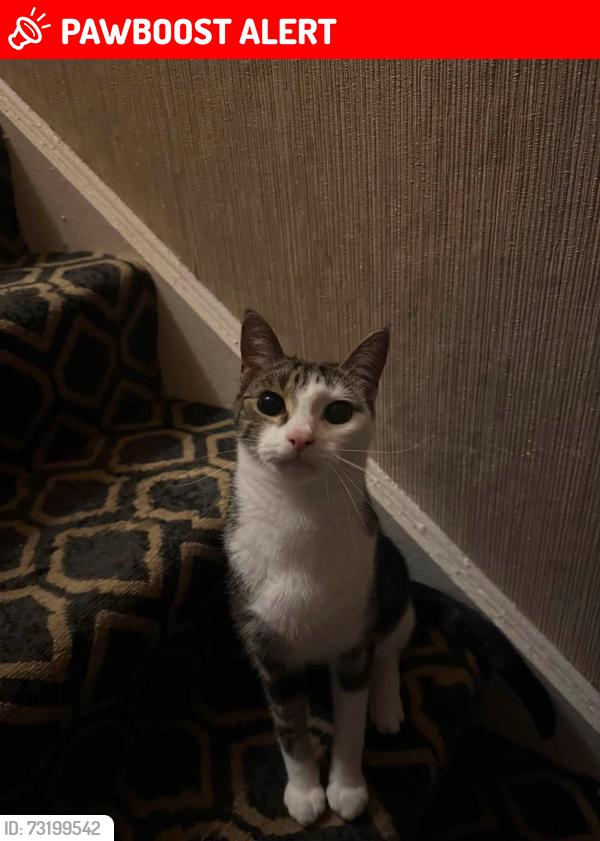Lost Male Cat last seen Westland road, Belfast, Northern Ireland 