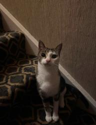 Lost Male Cat last seen Westland road, Belfast, Northern Ireland 
