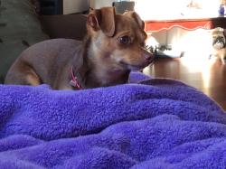 Lost Female Dog last seen Rosita court, Plano, TX 75074